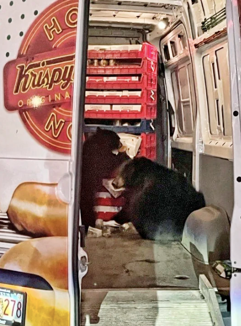 Two bears raided a Krispy Kreme doughnut van on an Alaska military base