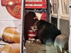 Bears raid doughnut delivery van on Alaska military base