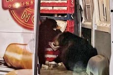 Bears raid doughnut delivery van on Alaska military base