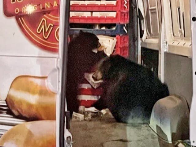 <p>Two bears raided a Krispy Kreme doughnut van on an Alaska military base</p>