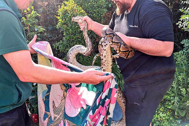 <p>An 11ft python attacked Rob Byrne after it slithered into his conservatory </p>