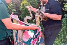Grandfather attacked by 11ft python that slithered through conservatory window