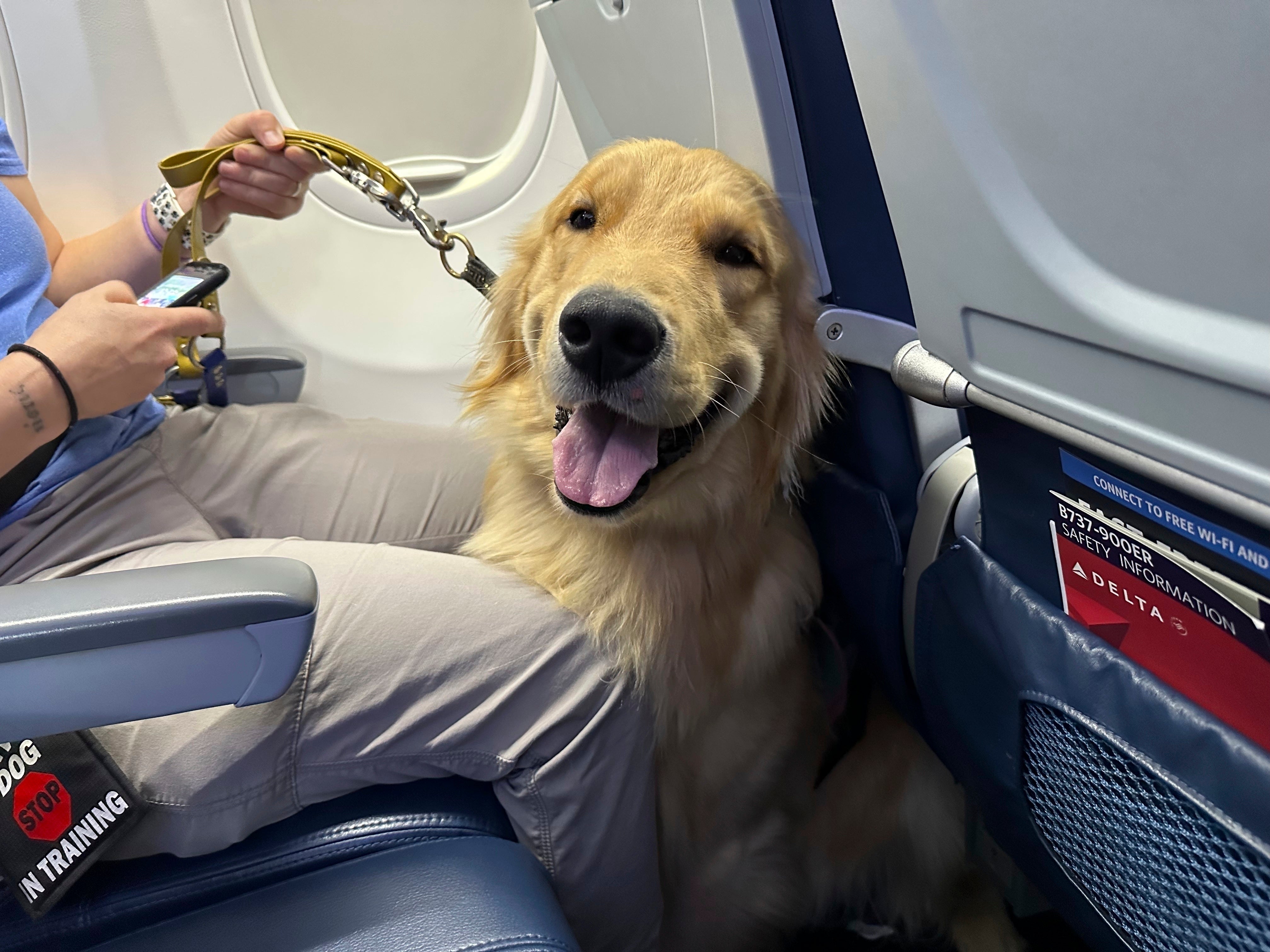 DETROIT-CACHORROS ENTRENADOS