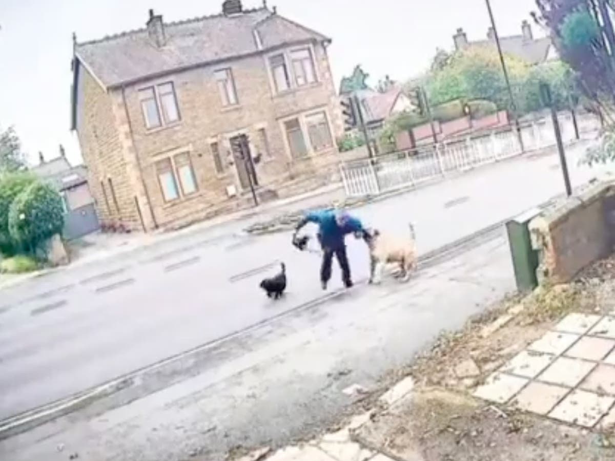 Sheffield dog attack: Dog walker dragged into traffic as ‘out of control’ bullmastiff attacks him in street