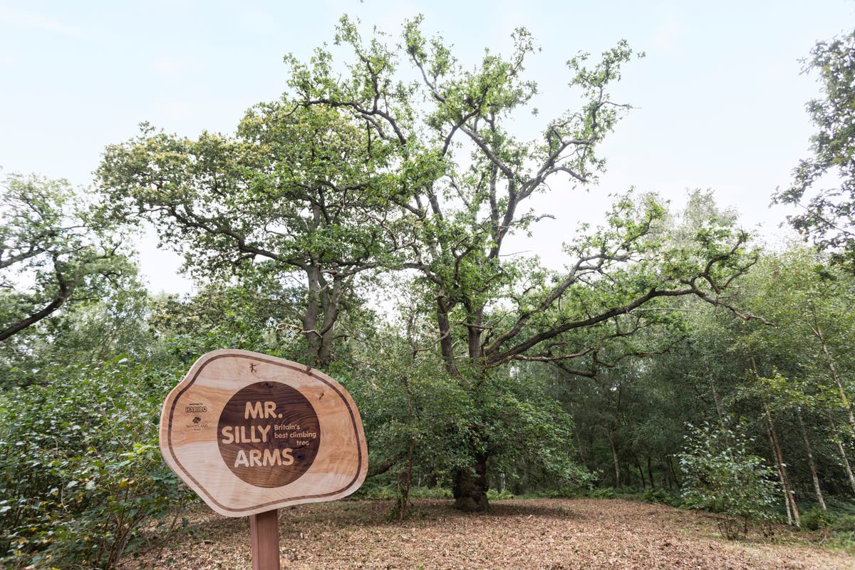 150-year-old oak crowned as UK&rsquo;s perfect climbing tree
