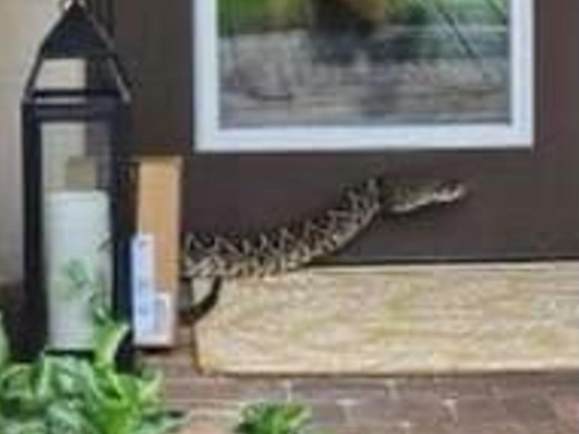 An Eastern Diamondback rattlesnake bit an Amazon delivery driver in Florida