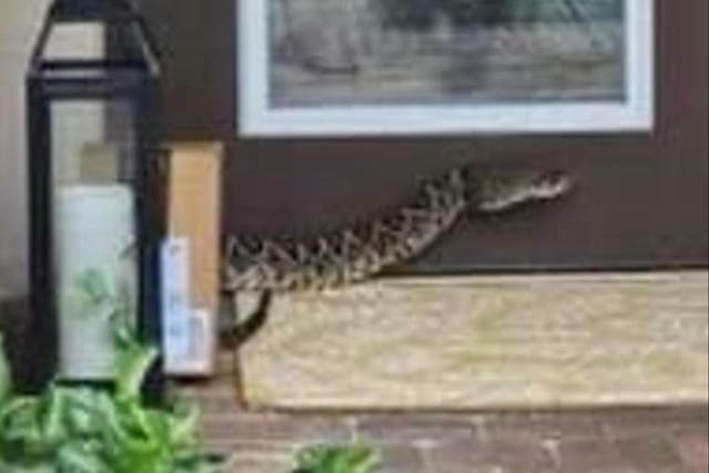 <p>An Eastern Diamondback rattlesnake bit an Amazon delivery driver in Florida</p>