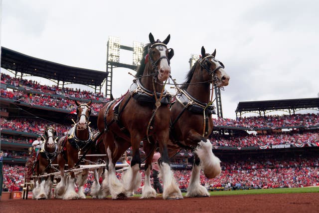 Budweiser Clydesdale Tail Docking