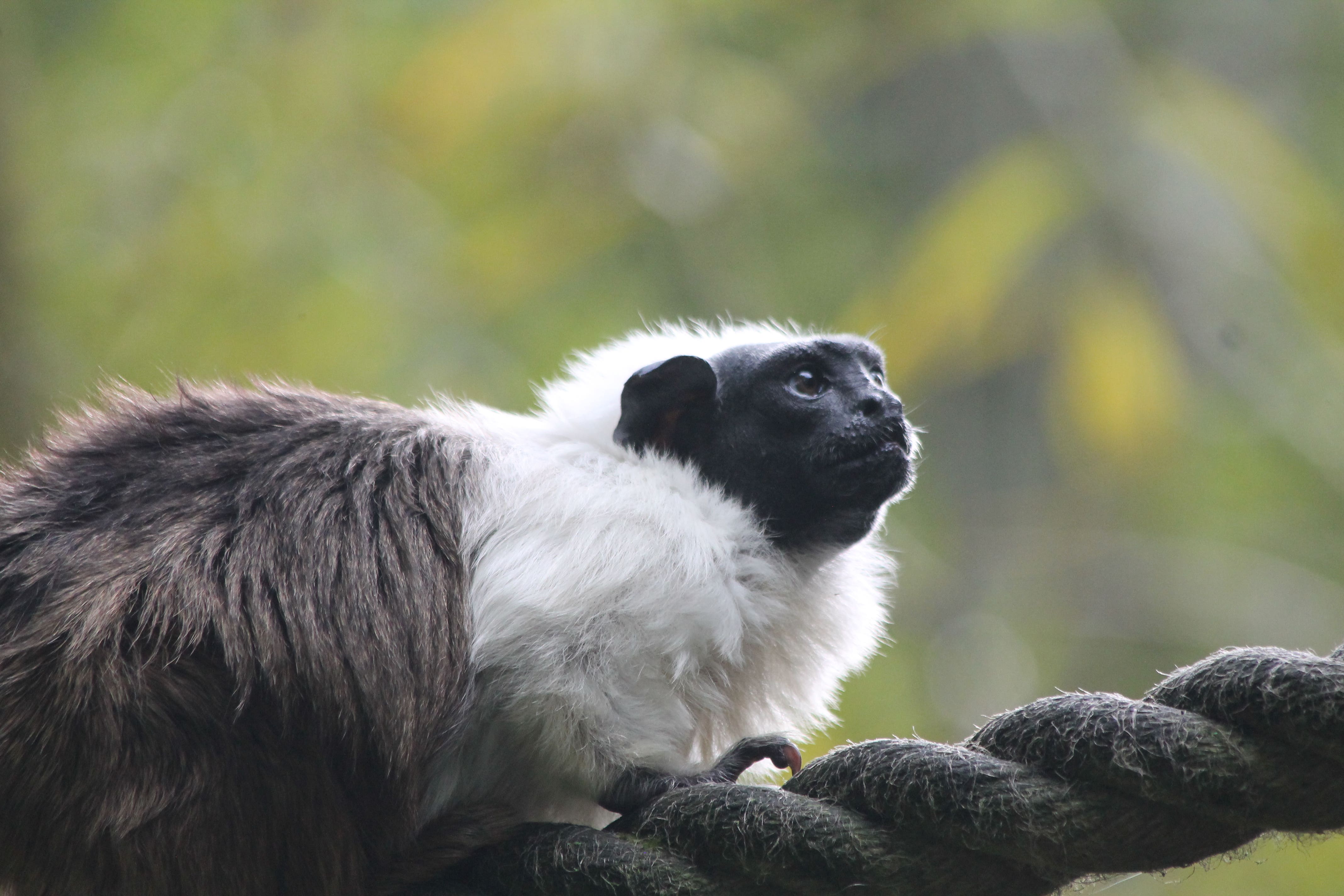 The study investigated the behaviour of nine separate groups of wild pied tamarins (Jacob Dunn/Anglia Ruskin University/PA)