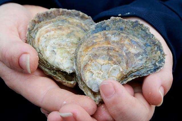 Oysters disappeared from the area a century ago (Maverick Photo Agency/PA)