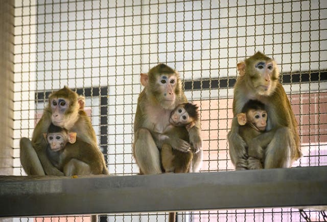 <p>This picture taken on 23 May 2020 shows laboratory monkeys with their babies sitting in their cage in the breeding centre for cynomolgus macaques (longtail macaques) at the National Primate Research Center of Thailand at Chulalongkorn University in Saraburi</p>