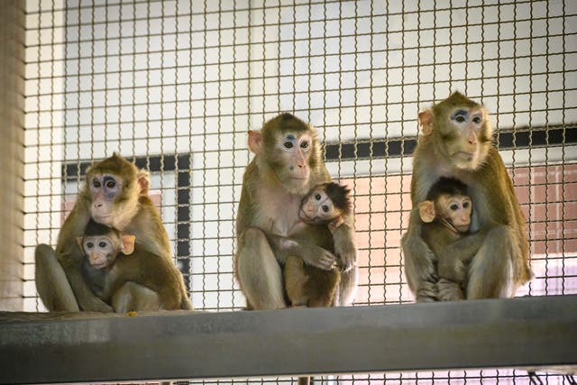 <p>This picture taken on 23 May 2020 shows laboratory monkeys with their babies sitting in their cage in the breeding centre for cynomolgus macaques (longtail macaques) at the National Primate Research Center of Thailand at Chulalongkorn University in Saraburi</p>
