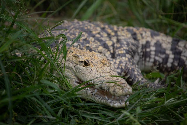 <p>Representational image: Crocodile in Malaysia kills 23-year-old farmer </p>