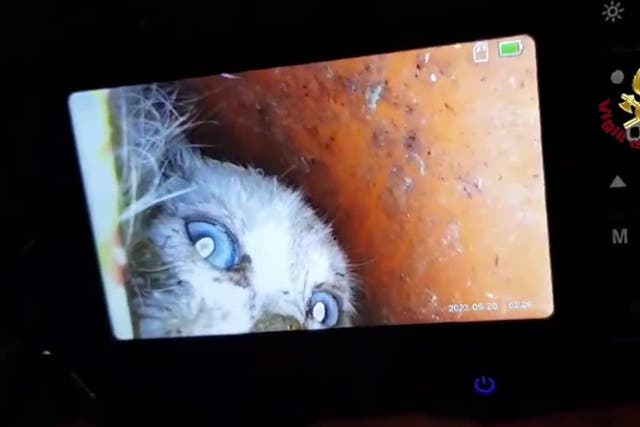 <p>Kitten gets stuck in drain pipe inside concrete wall as firefighters save the day in five-hour rescue.</p>