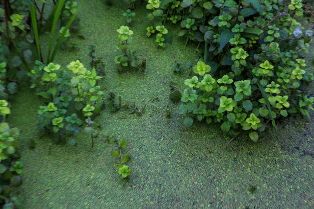 Algae on the surface of Lough Neagh at Ballyronan Marina (Liam McBurney/PA)