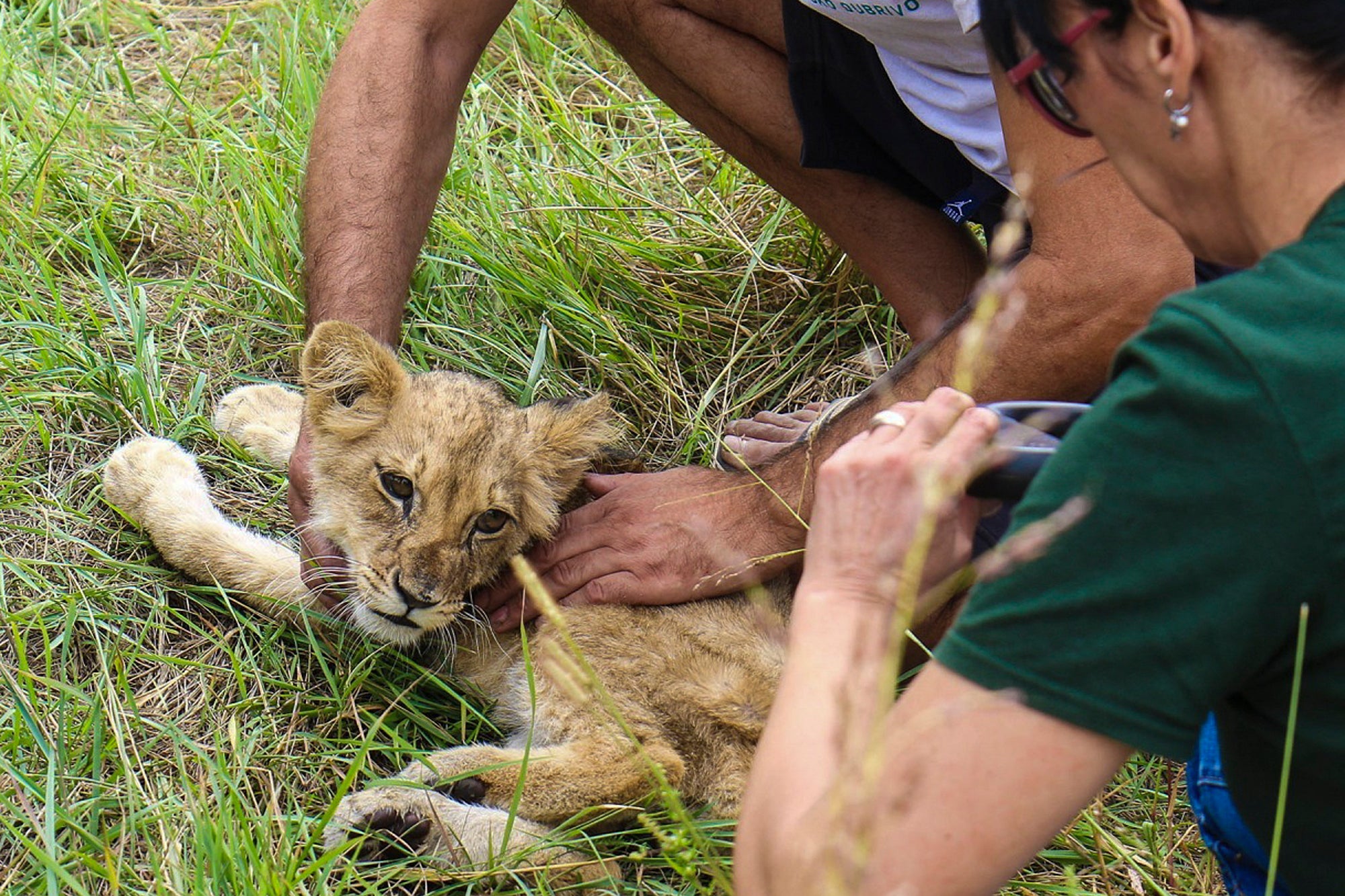 Serbia Lion Cub
