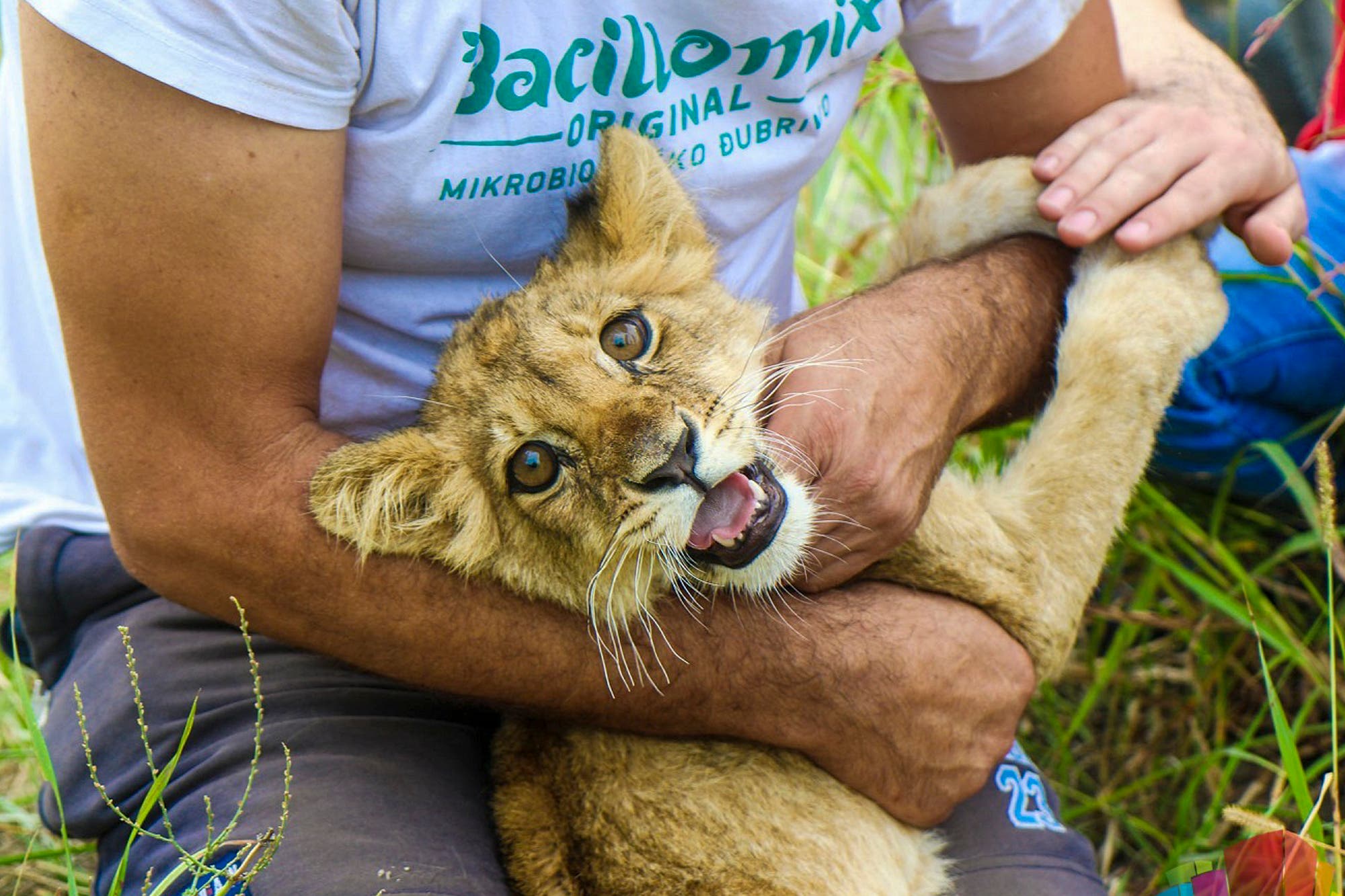 Why was a lion cub found by a roadside in northern Serbia? Police are trying to find out - Vimarsana News