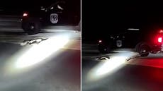 Skunk with cup stuck on head walks in circles before being freed by police