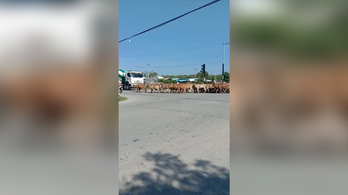 Herd of 100 cows disrupt traffic on busy rural road