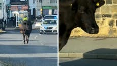 Cow on the loose brings rush hour traffic to standstill in Sheffield