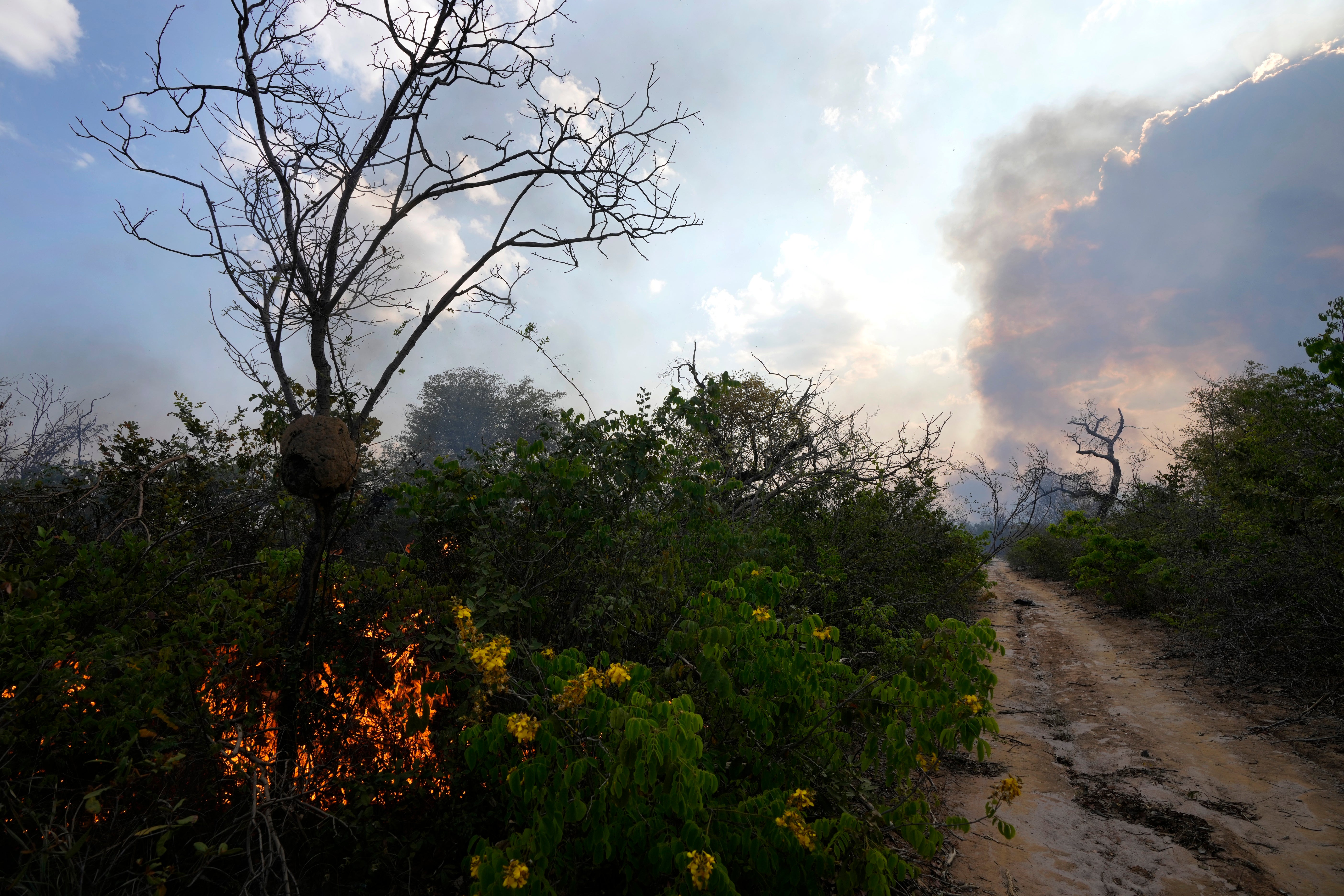 Brazil Forest Fire