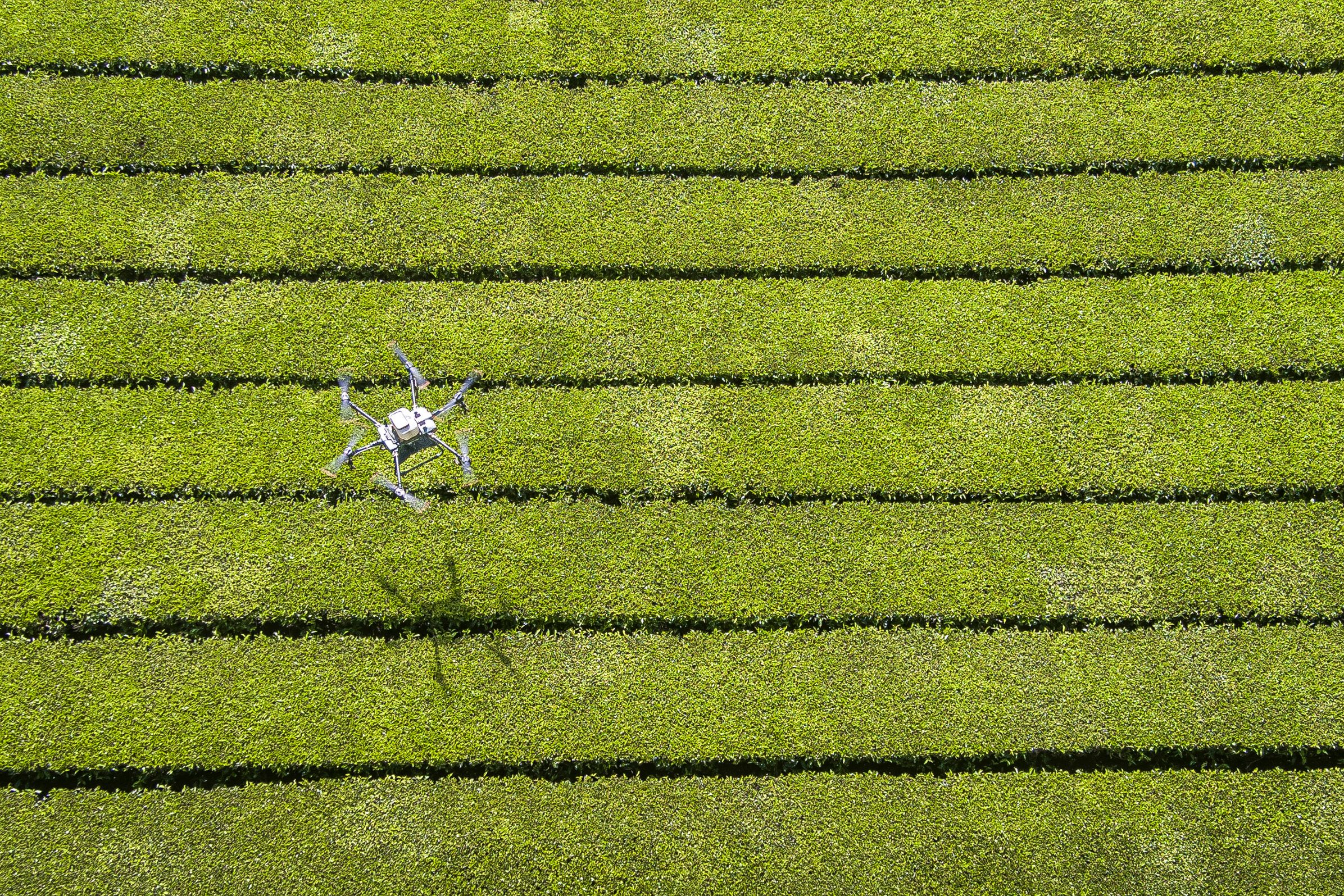 A Kenya Airways unmanned aerial vehicle spreads fertiliser over a tea farm, the Kipkebe Tea Estate in Musereita, in 2022