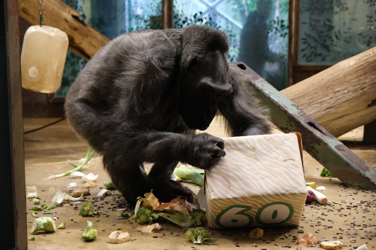 Oldest gorilla in UK celebrates her 60th birthday Oldest gorilla in UK celebrates her 60th birthday