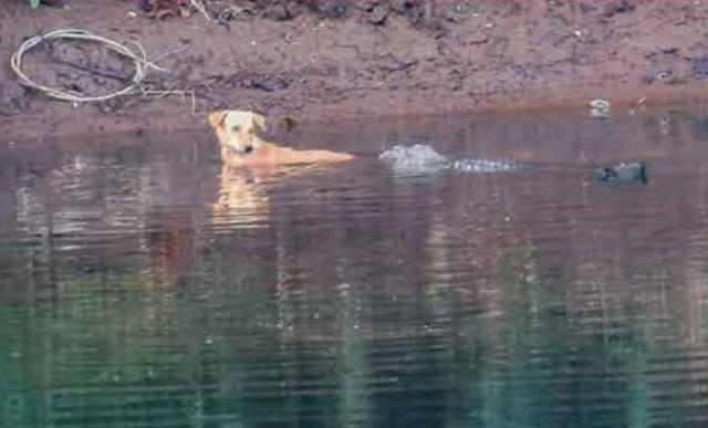 El cocodrilo asaltante empuja al perro callejero a un lugar seguro