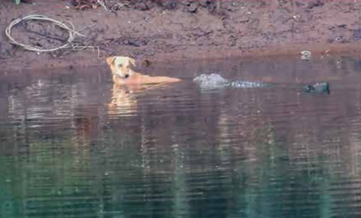 危険がいっぱいの川に落ちた野良犬を3匹のワニが安全な場所へ押し出す