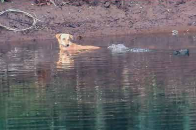 <p>A crocodile nudges the stray dog back to safety</p>