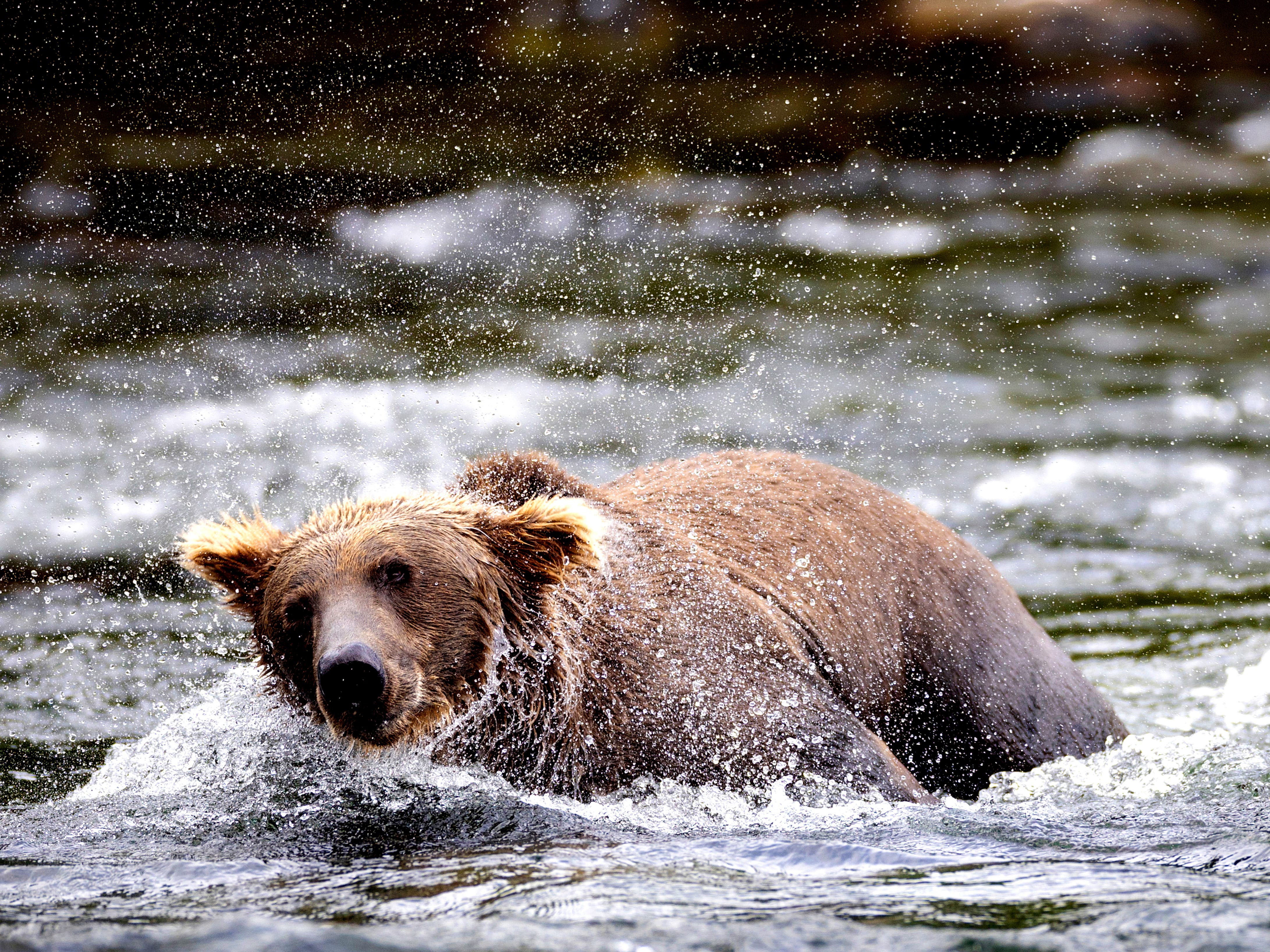 Fat Bear Week 2023: Alaska national park prepares to crown its fattest bear before hibernation - Vimarsana News