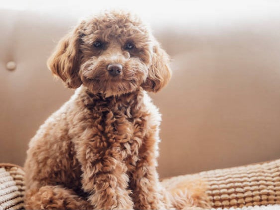 The popularity of cavapoo puppies has soared