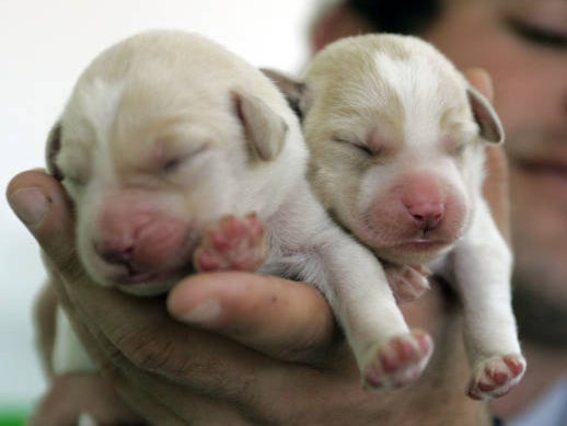 Labradoodle puppies have experienced a surge in popularity