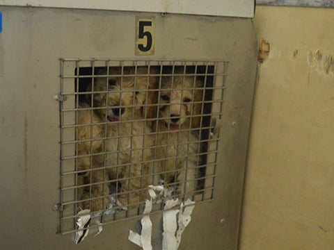 Puppies smuggled in a lorry at Holyhead port