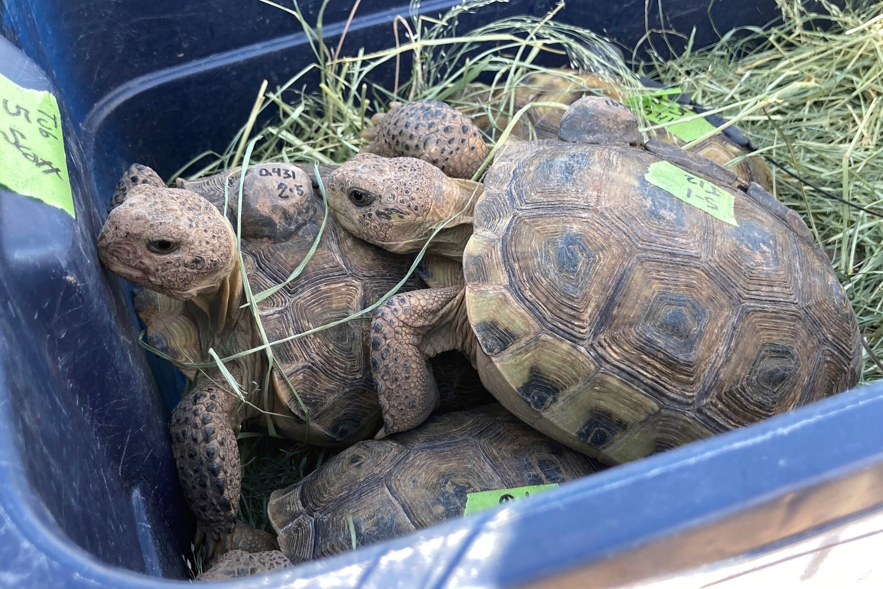 Saving Tortoises