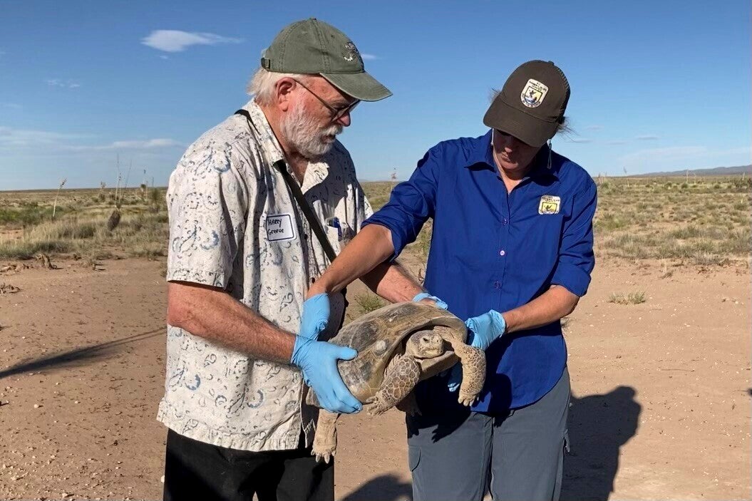 Saving Tortoises