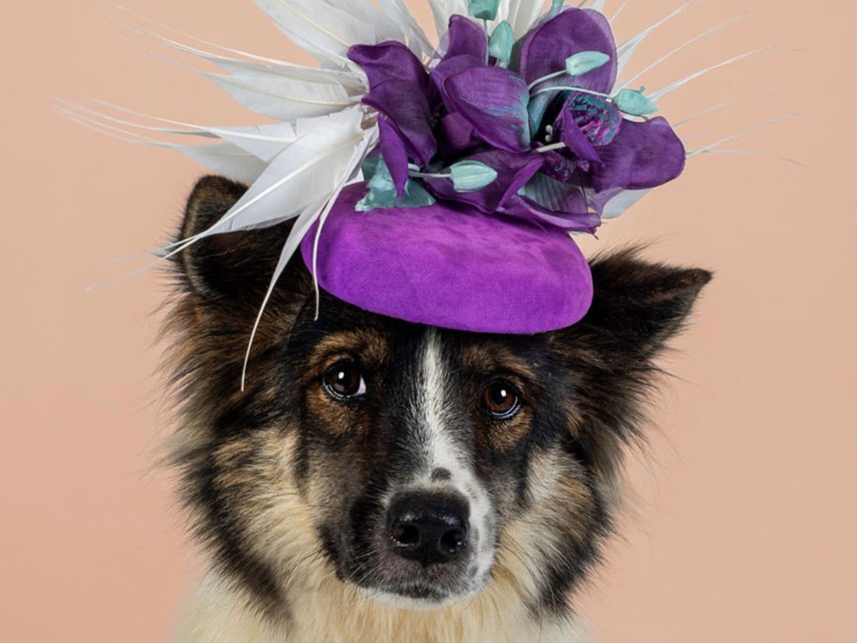 Kate Middleton’s milliner creates cute calendar with hounds in hats to raise funds for pet shelters
