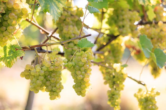 Most UK producers make white wine as it is easier in the cooler northern climate (RHS/PA)