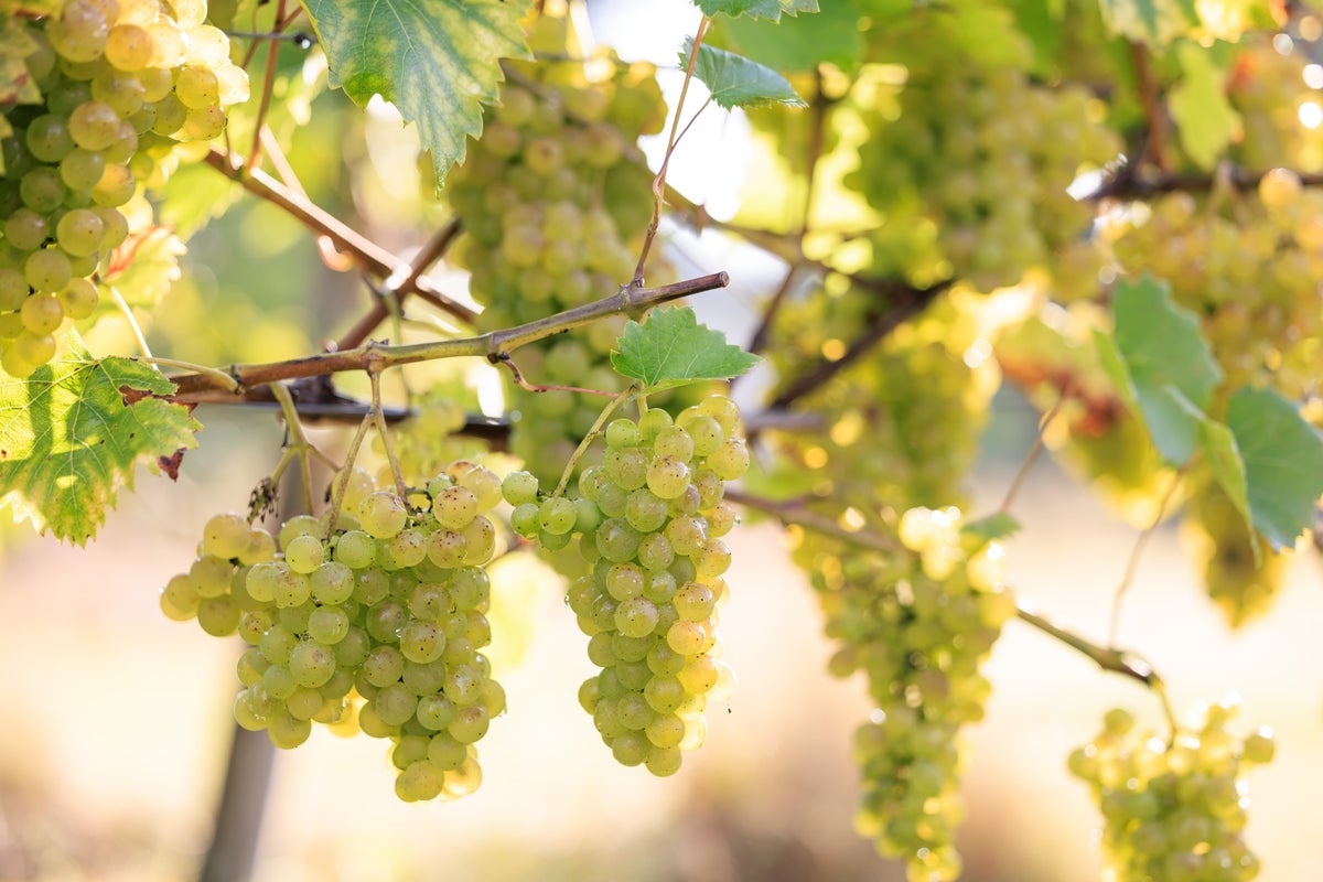Good year for British vineyards, says RHS