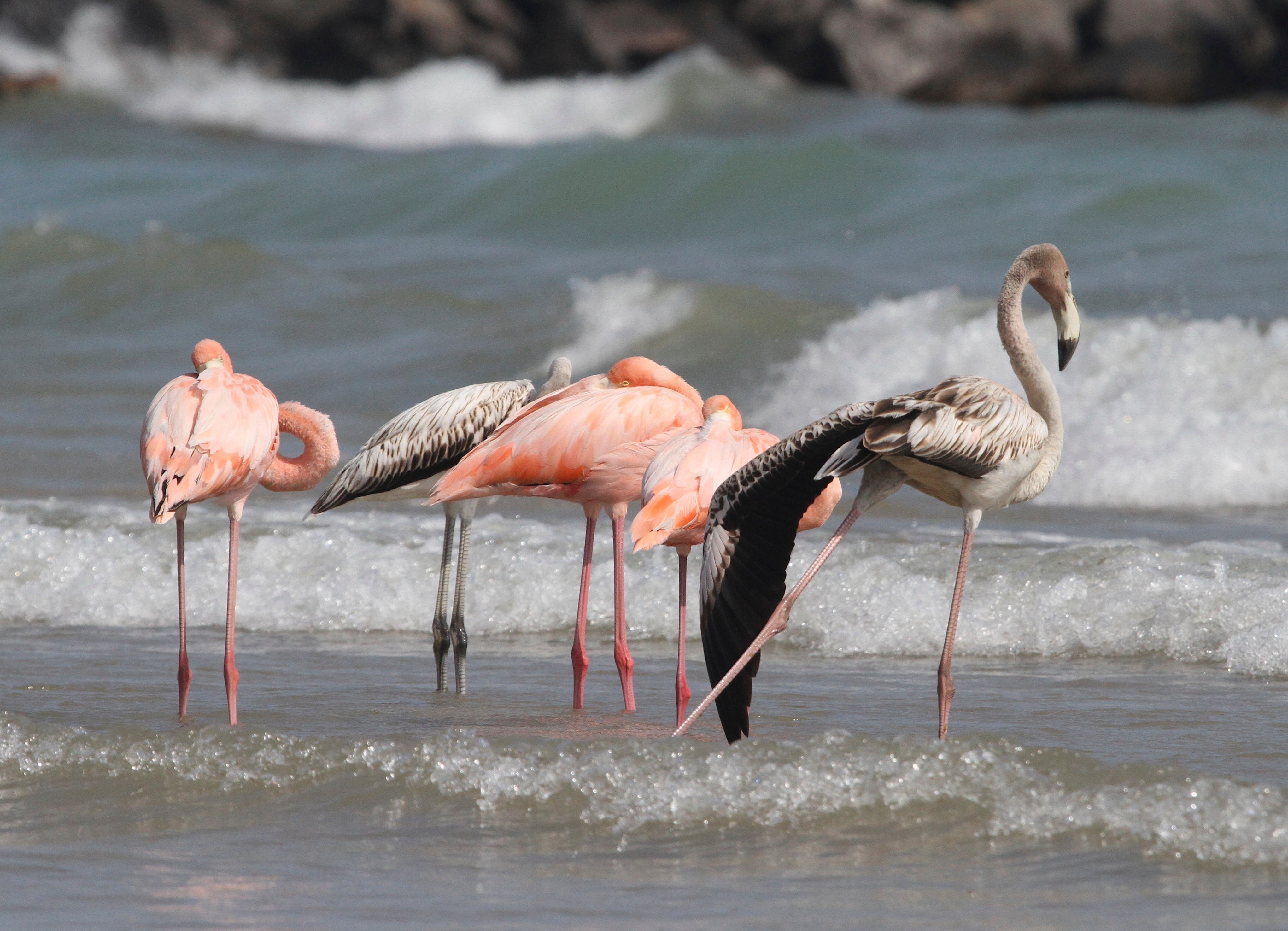 Flamingos in Wisconsin? Tropical birds visit Lake Michigan beach in a first for the northern state - Vimarsana News