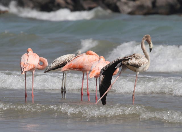 ODD--Flamingos In Wisconsin