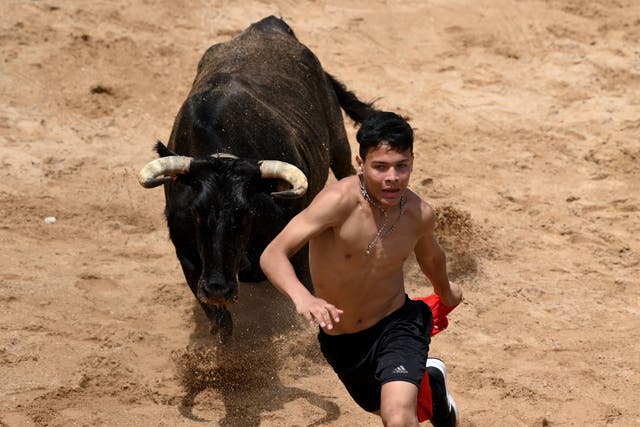 <p>File image:  The festival, where bulls are released into the streets and runners dash ahead of them, remains a controversial topic in Spain</p>