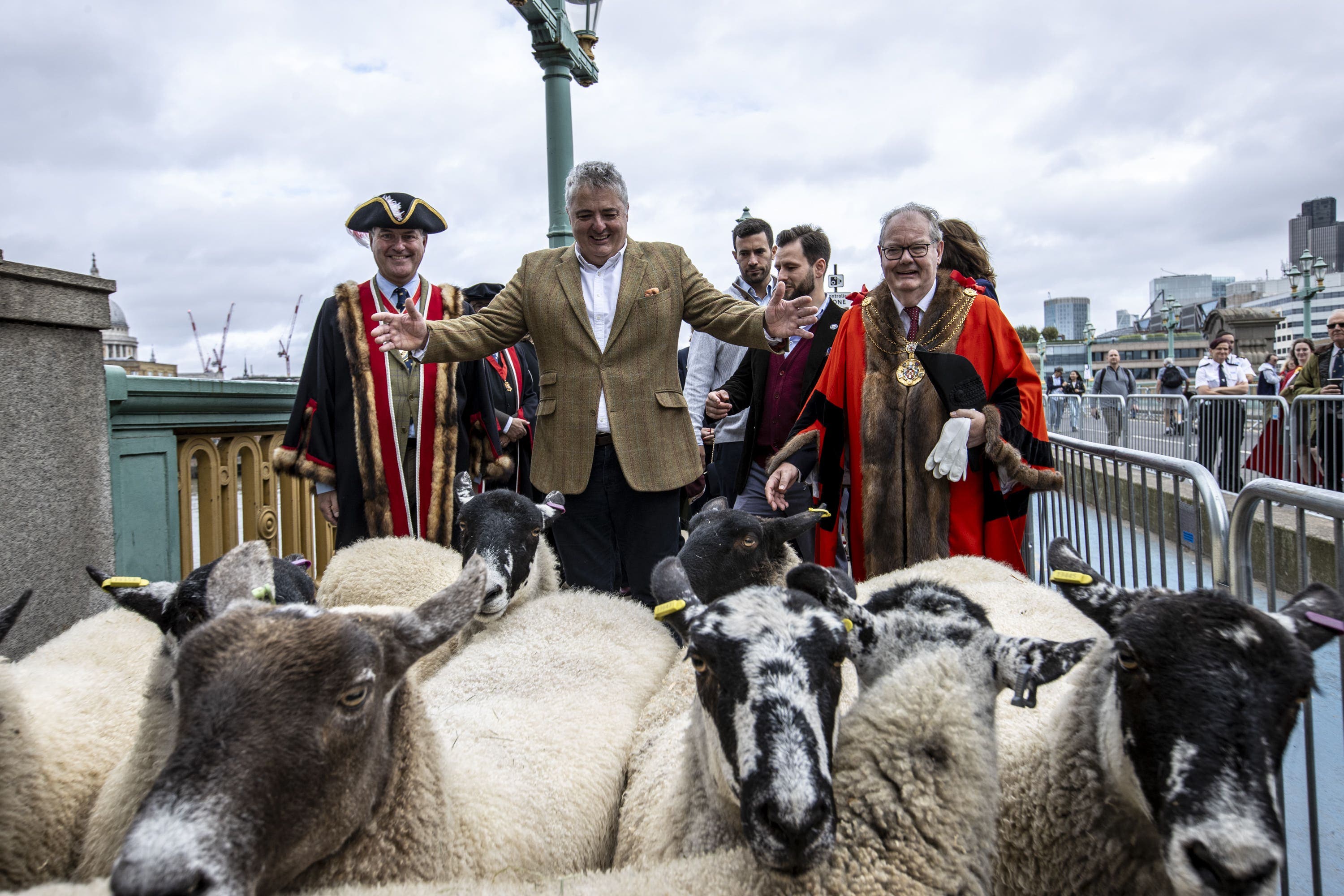 Celebrity chef Richard Corrigan herds sheep over bridge in London - Vimarsana News