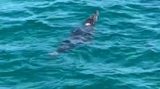 Crocodile spotted lurking in sea forces popular Florida beach to close