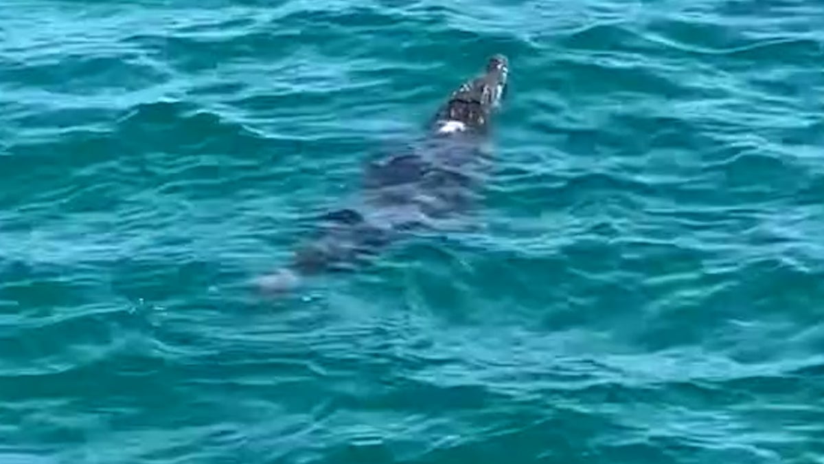 Crocodile spotted lurking in sea forces popular Florida beach to close