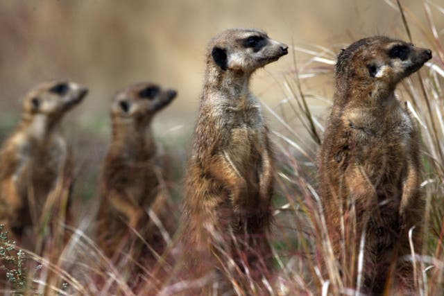 Researchers investigating whether meerkats pick up on human emotions (David Cheskin/PA)