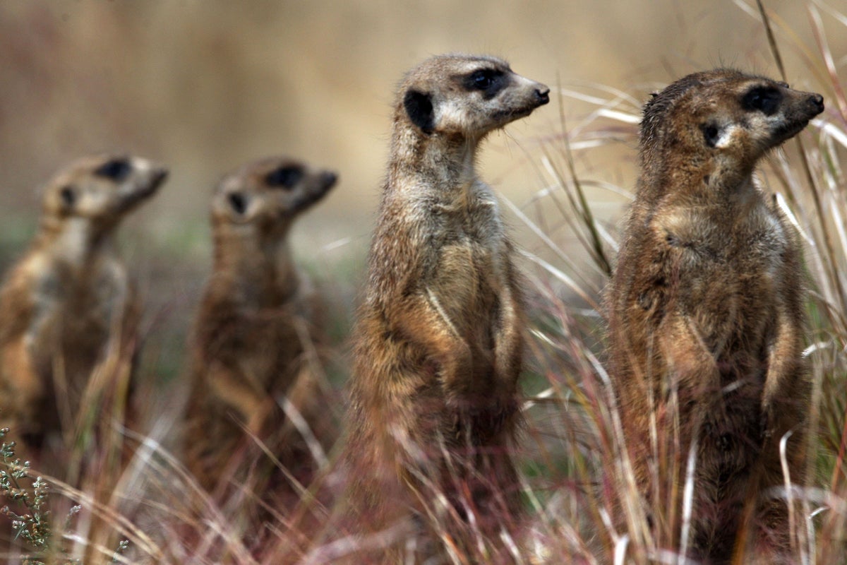 Scientists study whether meerkats pick up on human emotions