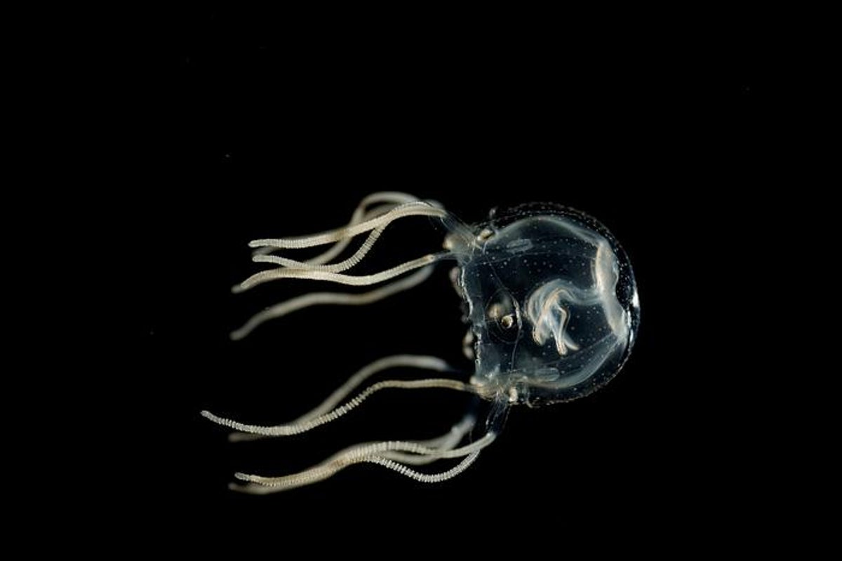 Deadly new box jellyfish species discovered off coast of Australia