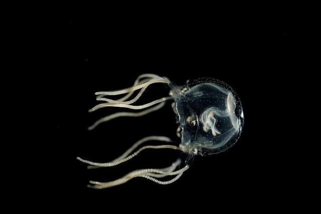 <p>A Caribbean box jellyfish</p>