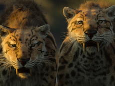 Netflix releases epic trailer for Morgan Freeman-narrated nature documentary Life on Our Planet